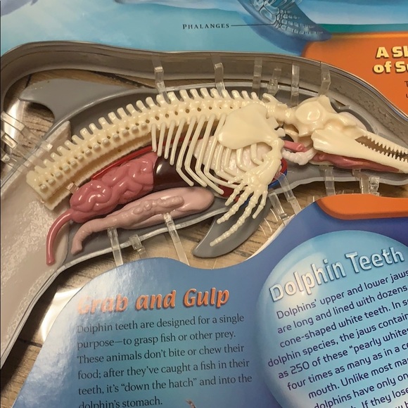 🏷️ Uncover Dolphin 3D Model Learning Book - Picture 3 of 7